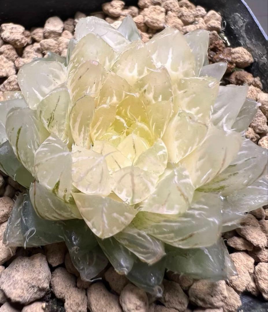 あ*ん様 多肉植物　ハオルチア　翠雲錦　フラワー型　糊斑　超美品