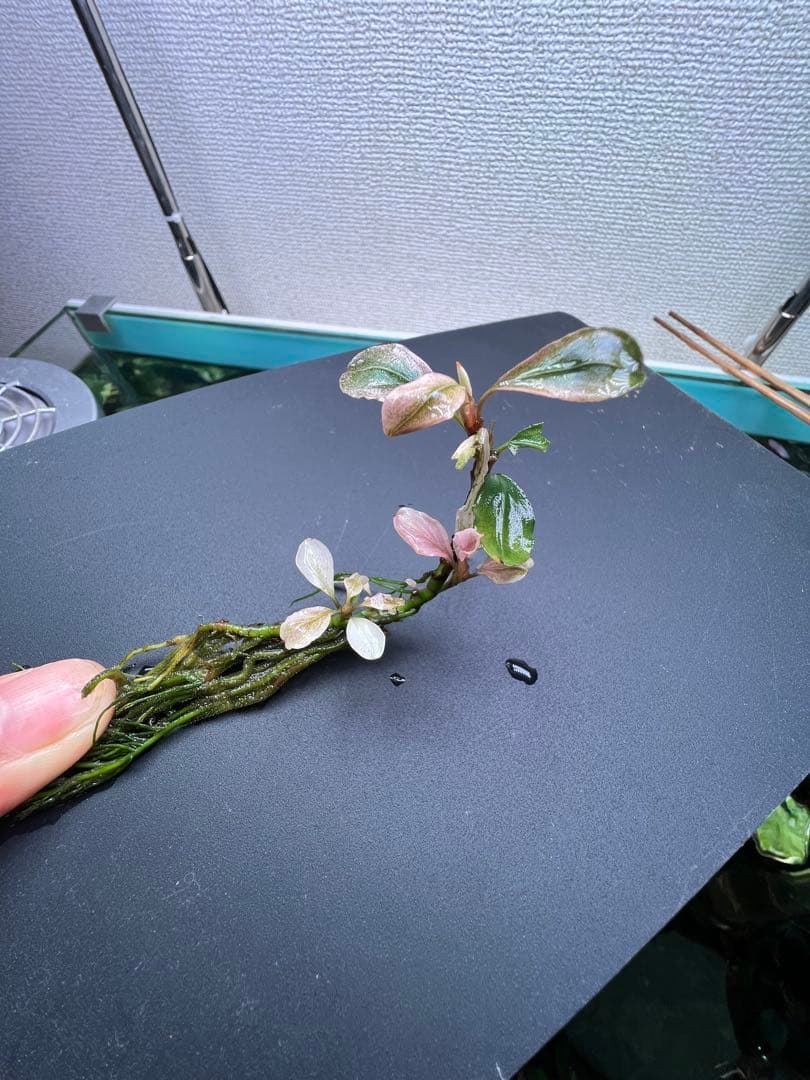 ブセファランドラｓｐ. ピンクバリエガータい斑入り 水中葉