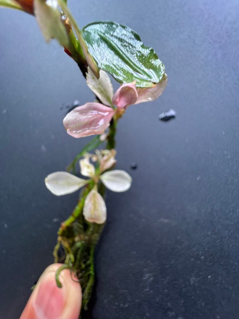 ブセファランドラｓｐ. ピンクバリエガータい斑入り 水中葉