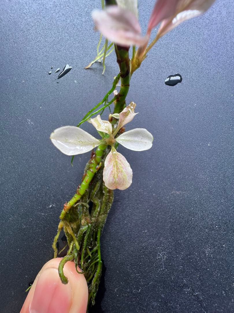 ブセファランドラｓｐ. ピンクバリエガータい斑入り 水中葉