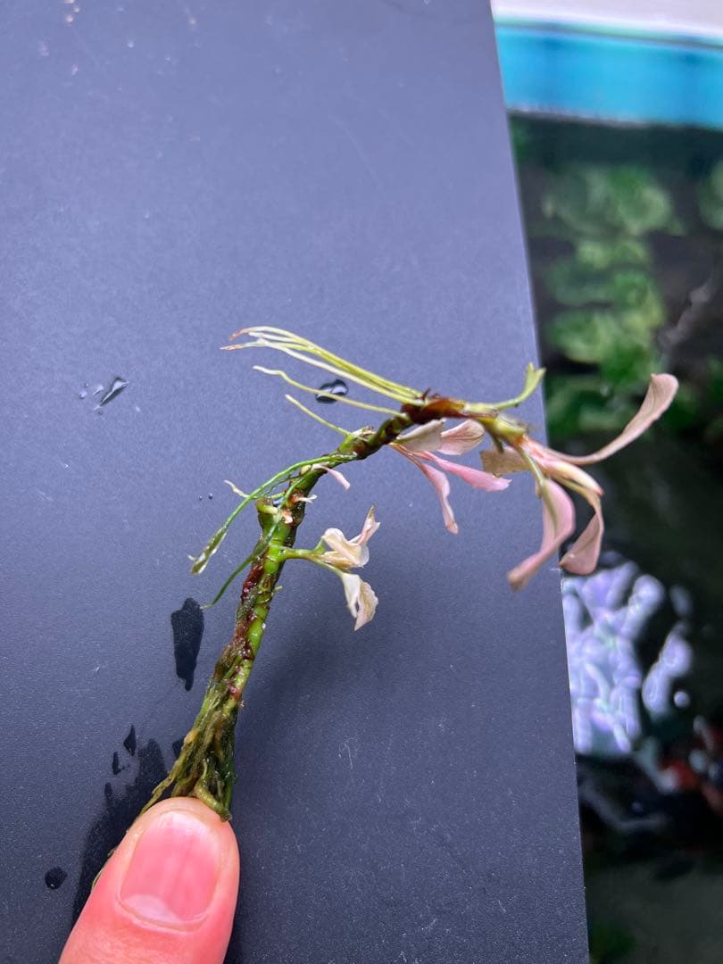 ブセファランドラｓｐ. ピンクバリエガータい斑入り 水中葉