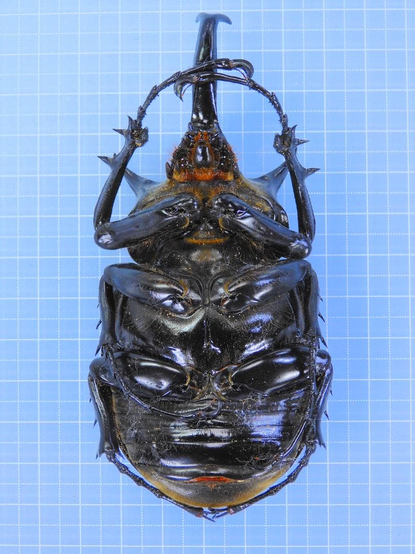 あ*あ様 ペルー産マルスゾウカブト　110mm