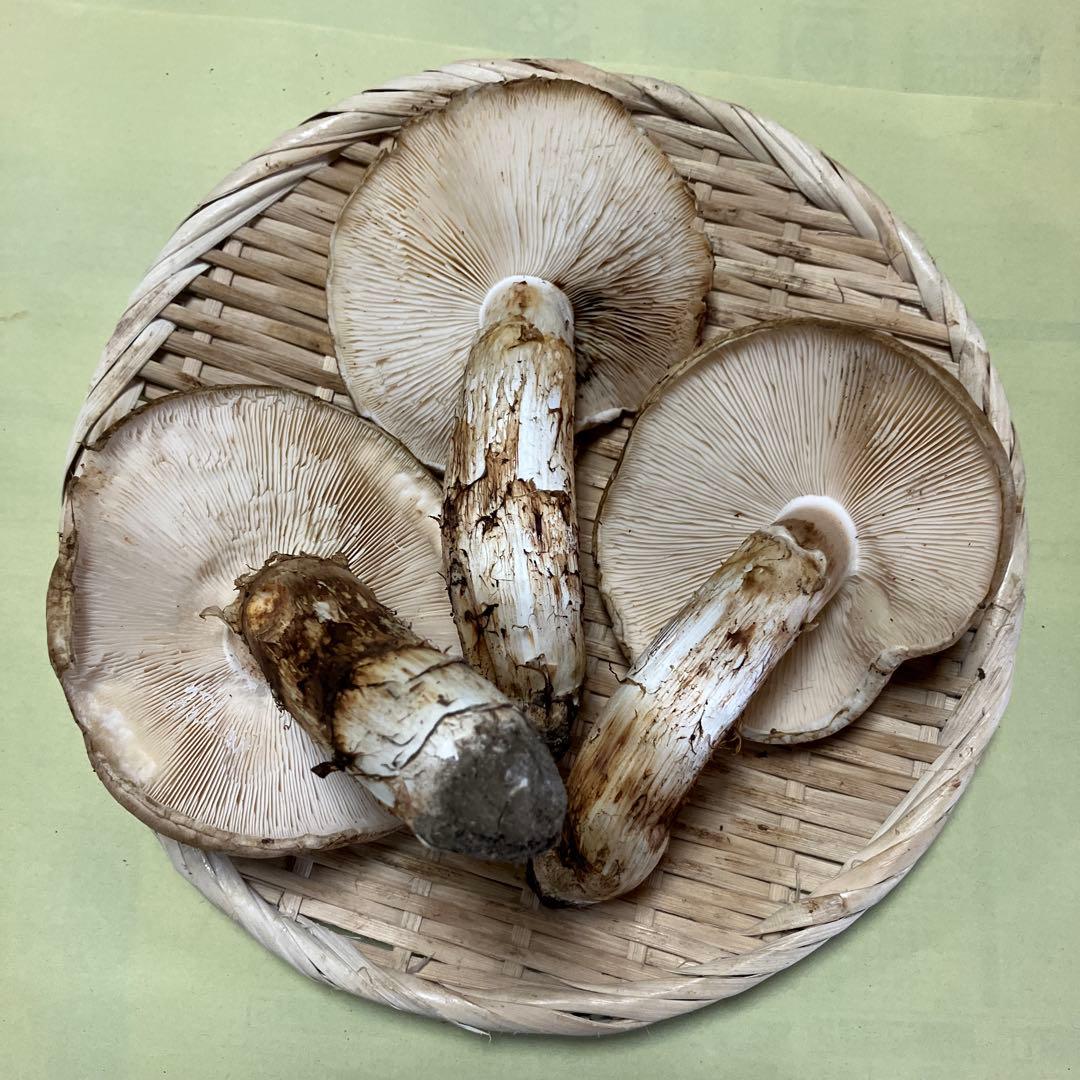 岩手県産松茸　開き　321g