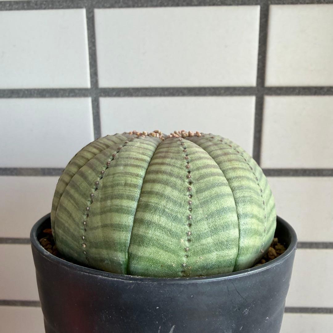 パ*ル様 ① ユーフォルビア オベサ 実生選抜 大株 ライムグリーン