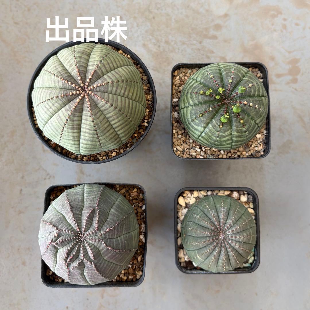 パ*ル様 ① ユーフォルビア オベサ 実生選抜 大株 ライムグリーン