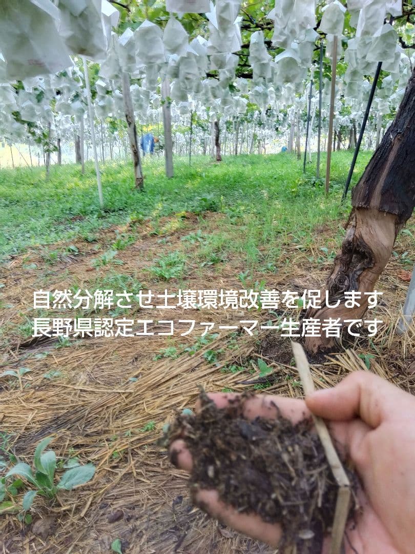 みーたんV希少わら敷種あり完熟巨峰、シャインマスカット 長野産3Kg✕2