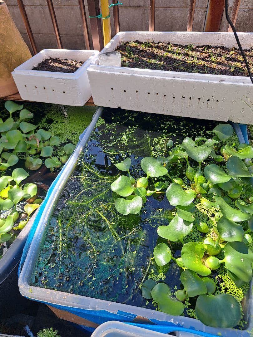 【専用ページ】天然アナカリス1000本