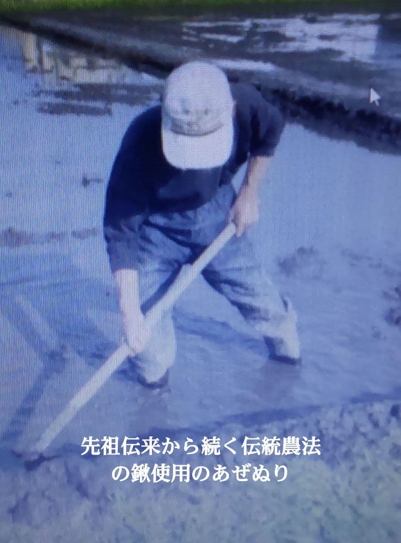 認証がないと普通の米 ７年産コシヒカリ元気な玄米10kg 特栽① 化学農薬不使用