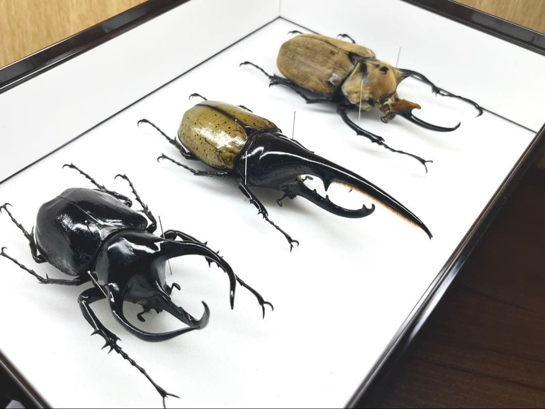 外国産カブト　3種　標本　ヘラクレス　エレファス　コーカサス
