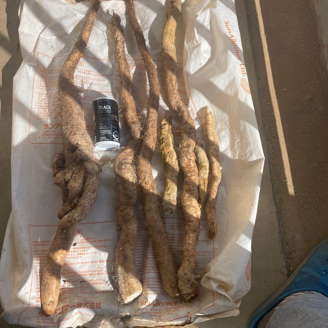 天然自然薯ーー2.2キロ