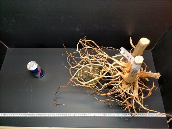 最終値下げブランチウッド　流木　XXL A-102