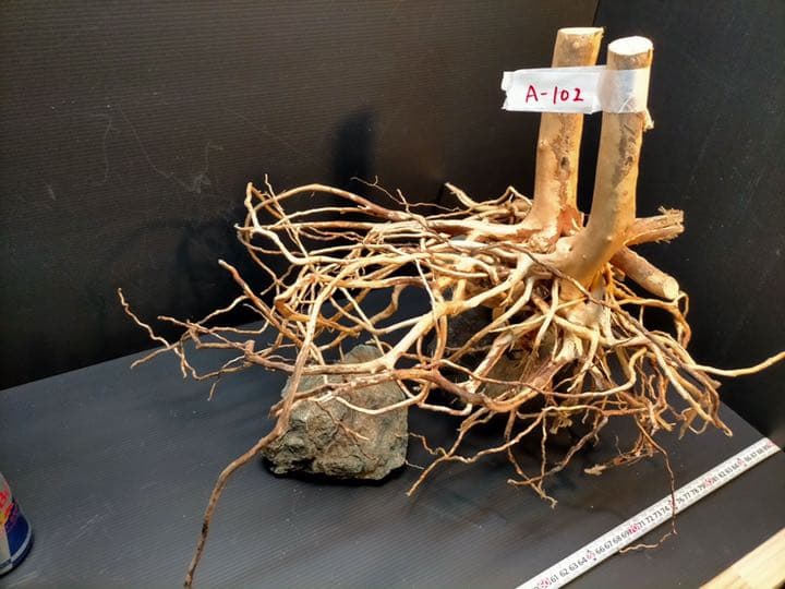 最終値下げブランチウッド　流木　XXL A-102