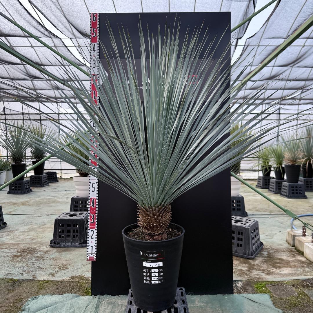 【AL1152】ユッカ　ロストラータ　ランチョブルー　数量限定