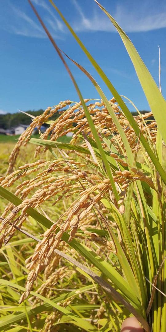2025年収穫コシヒカリ10kg玄米　三重県産　生産農家直送　腸活健康食玄米生活