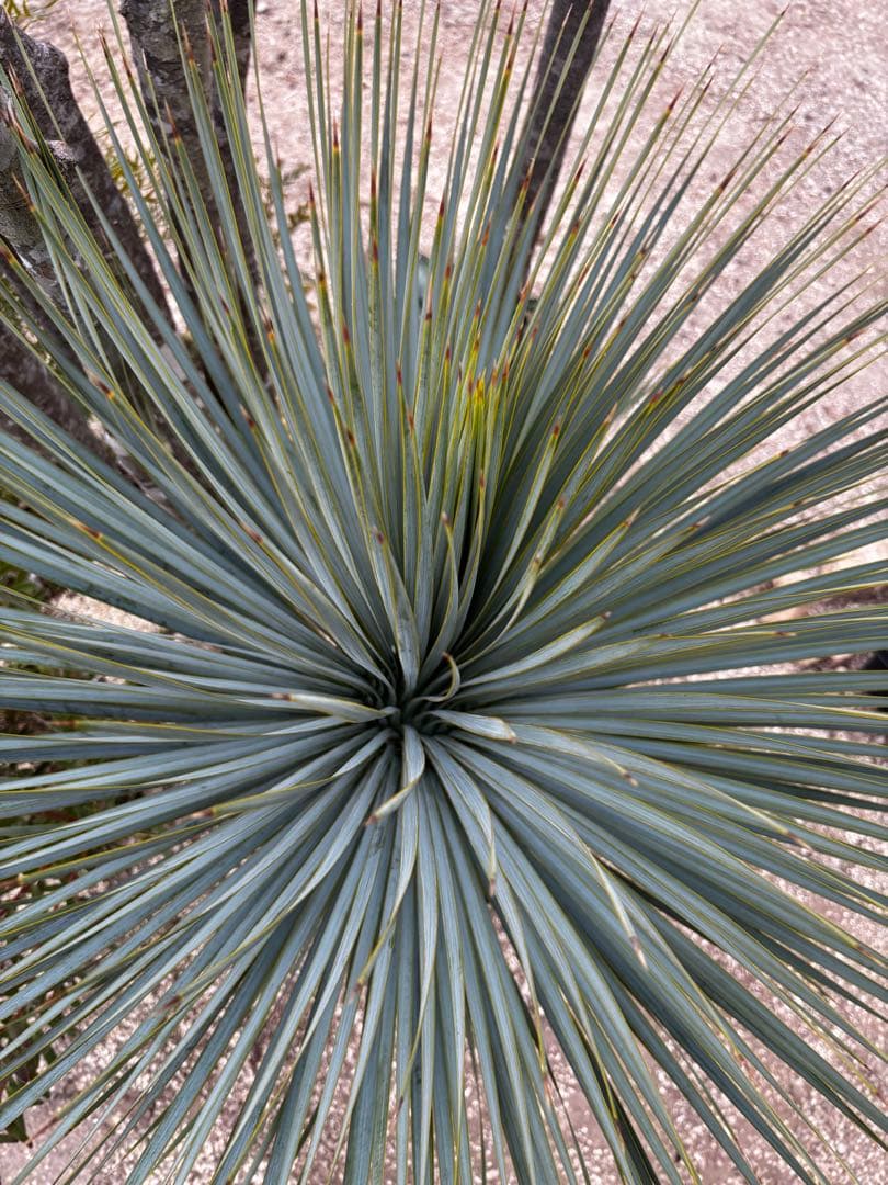 いぬ　太株　ユッカロストラータ　ブルーサンダー　タグ付き