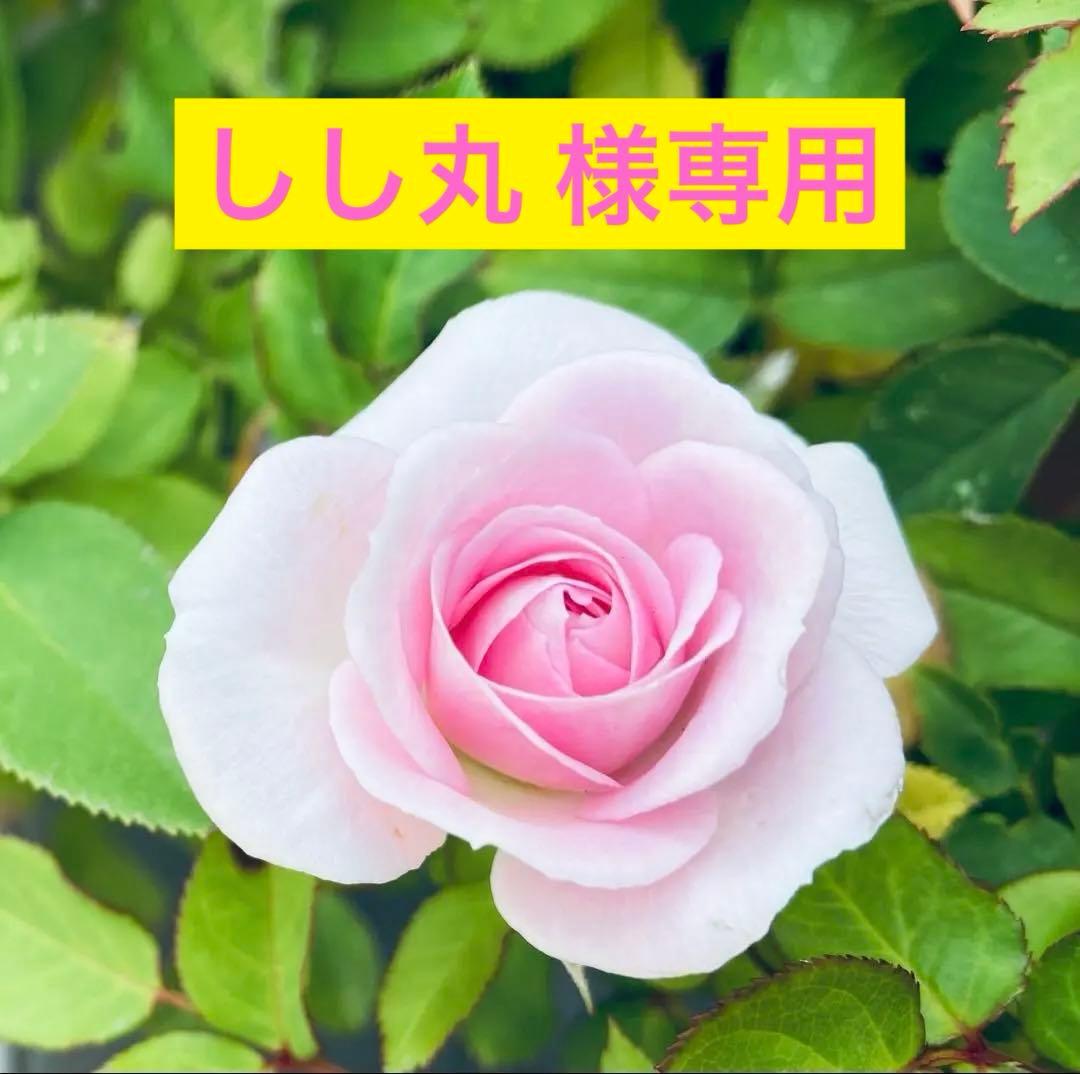 CIAO 焼かつお ちゅ～るバラエティ 8g 40本入り 2袋