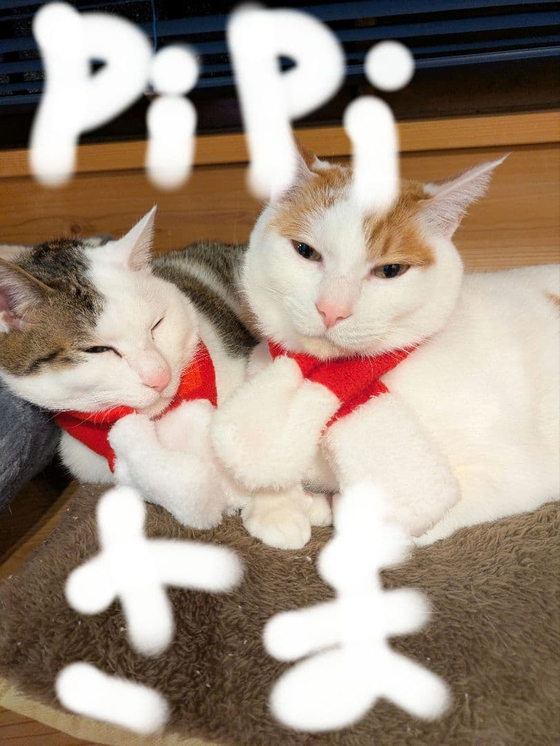 ソワーニュお化粧水2本