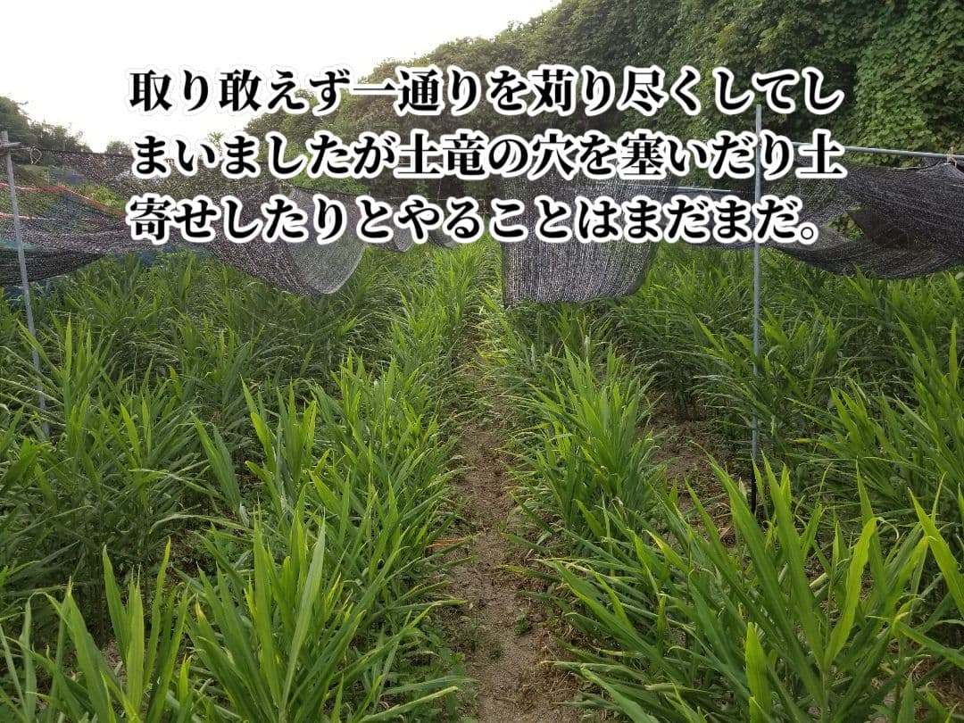 UZU 生姜親子セット 新生姜4kg 古根1.6kg 農薬肥料不使用