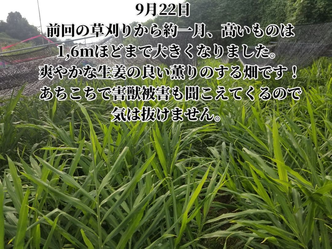 UZU 生姜親子セット 新生姜4kg 古根1.6kg 農薬肥料不使用