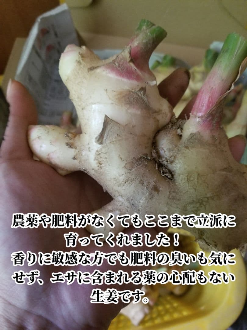 UZU 生姜親子セット 新生姜4kg 古根1.6kg 農薬肥料不使用