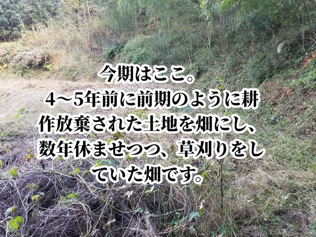 UZU 生姜親子セット 新生姜4kg 古根1.6kg 農薬肥料不使用