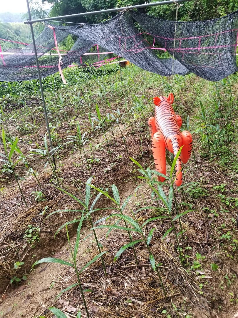 UZU 生姜親子セット 新生姜4kg 古根1.6kg 農薬肥料不使用