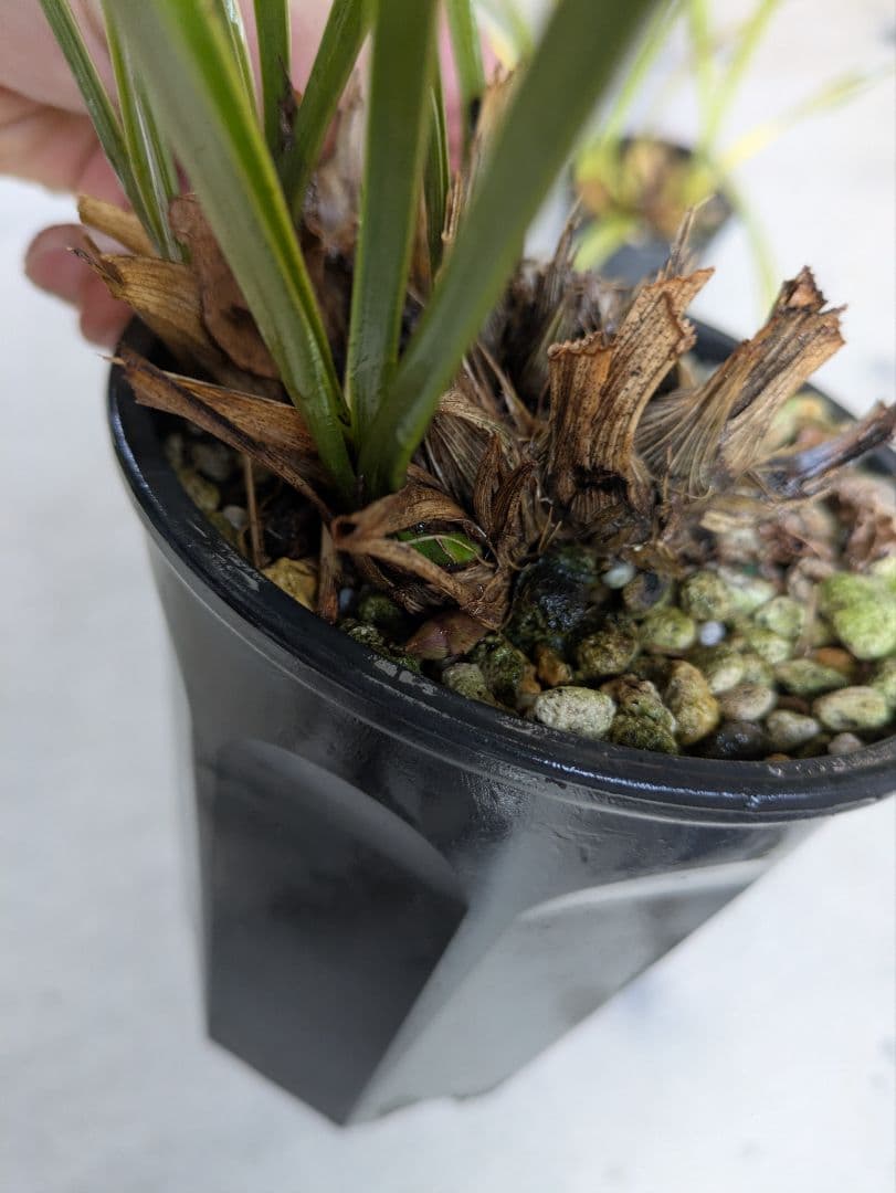 キンリョウヘン　赤花2鉢白花1鉢合計３鉢　日本蜜蜂　誘引