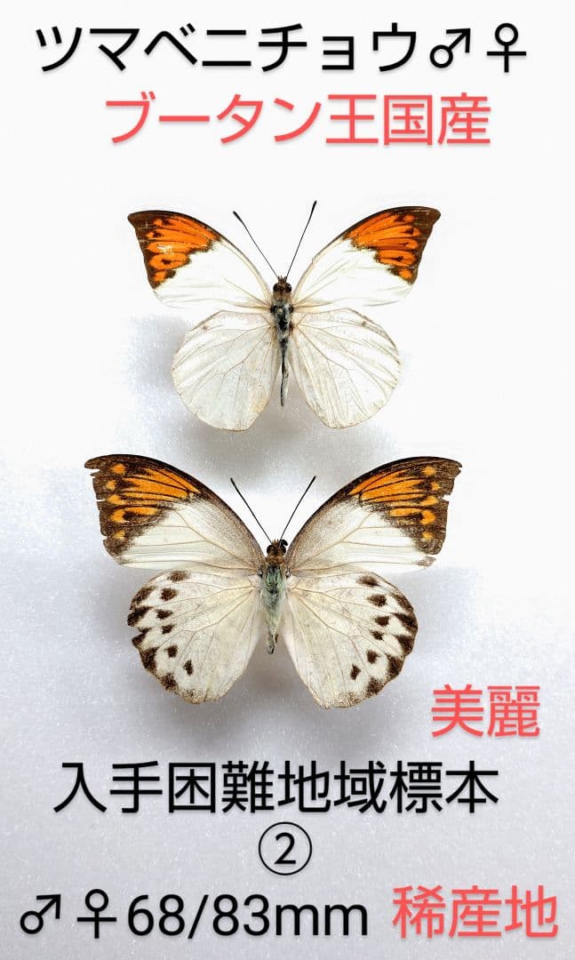 新春価格‼️ツマベニチョウ♂♀標本★ブータン王国産★入手困難地域・貴重標本