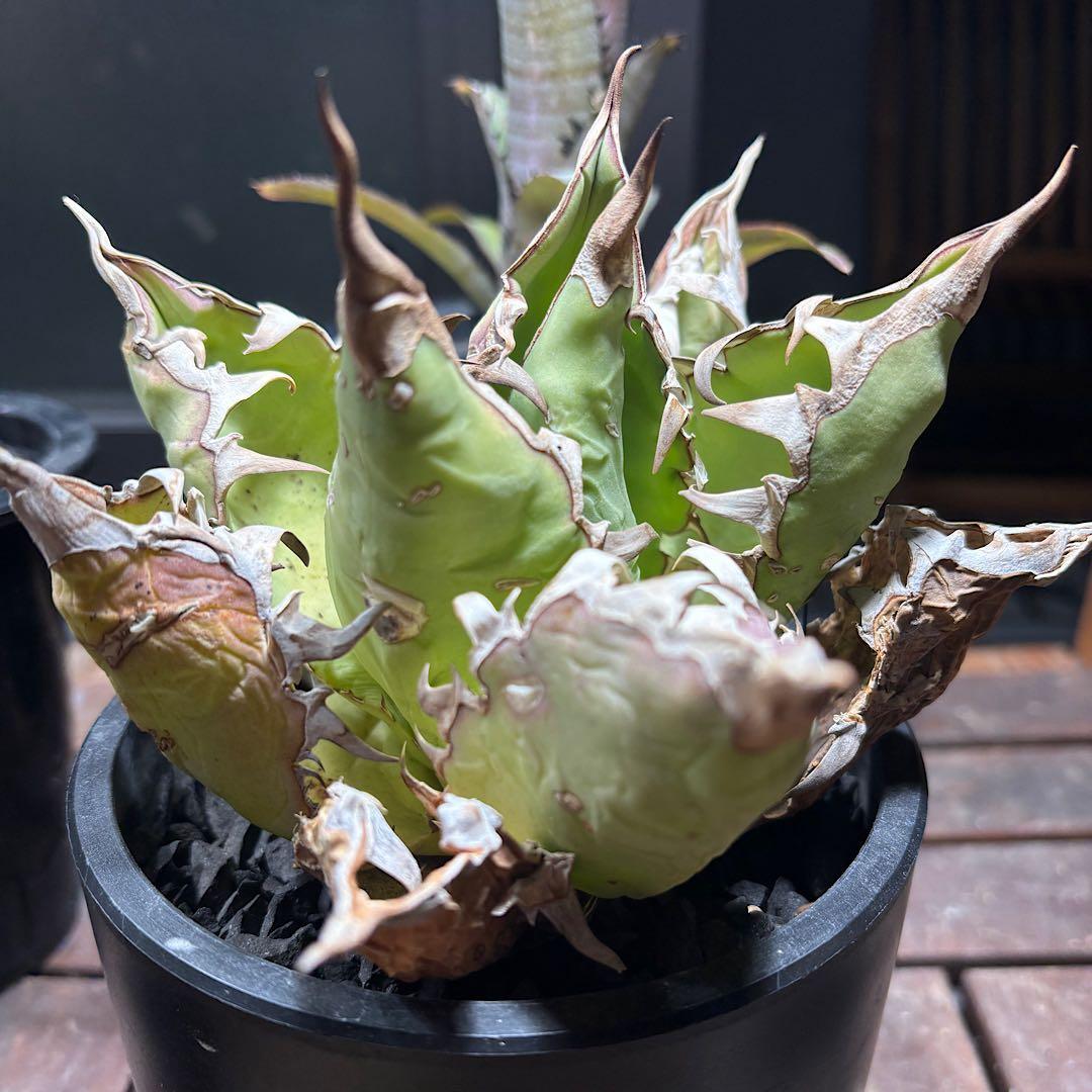 年末特価最終！早い者勝ち！ 子株付き！アガベ　チタノタ　オアハカ　現地球