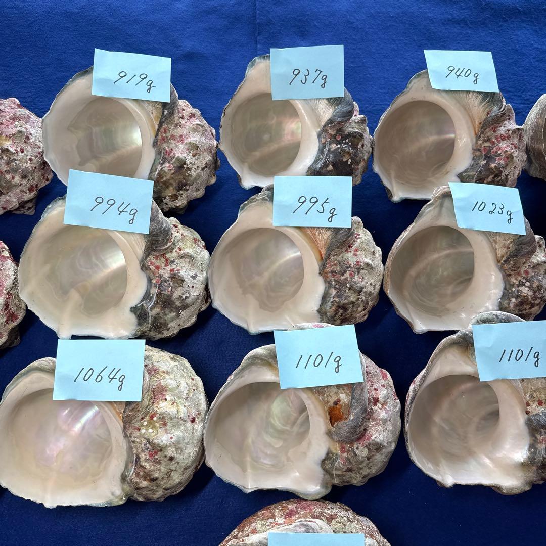 夜光貝　ヤコウ貝　まとめ売り　16個　16、2kg アクセサリー　ルアー