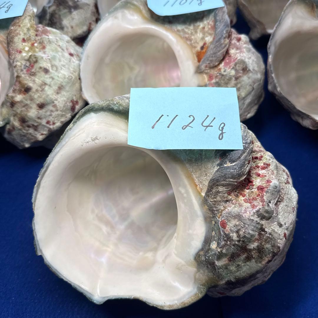 夜光貝　ヤコウ貝　まとめ売り　16個　16、2kg アクセサリー　ルアー