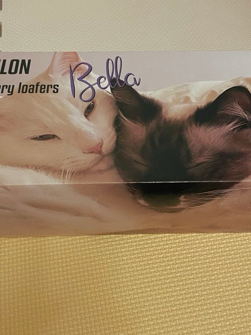 【新品・未使用】SIIILON×HARUTA 星降る夜に彷徨う猫