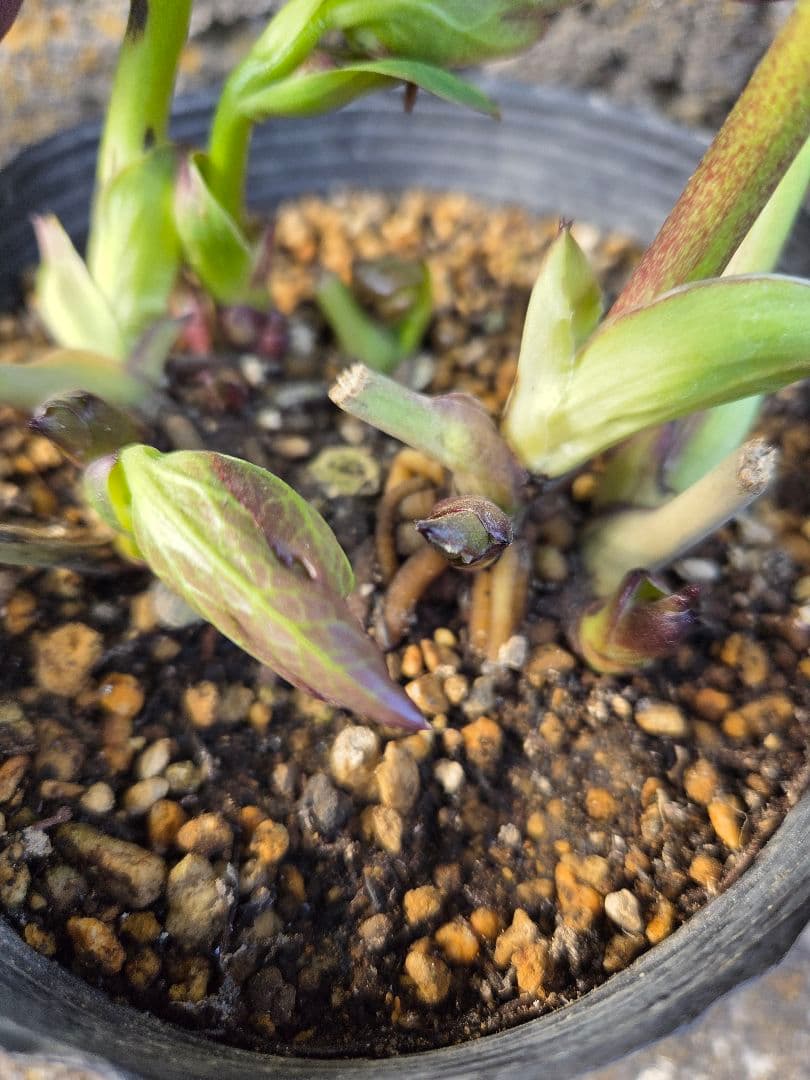 クリスマスローズ　フレグランス認定