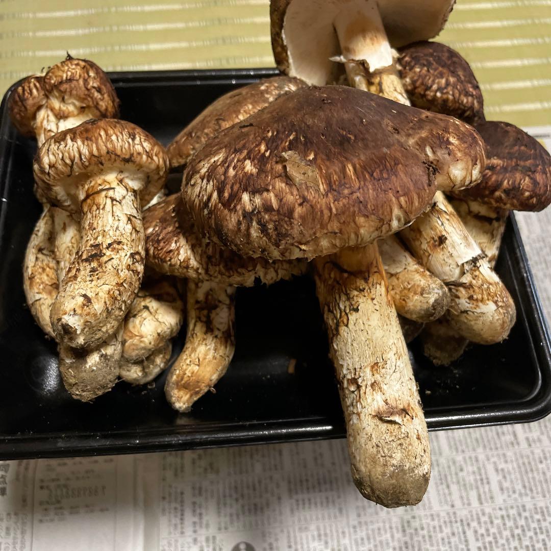 岩手県産　松茸