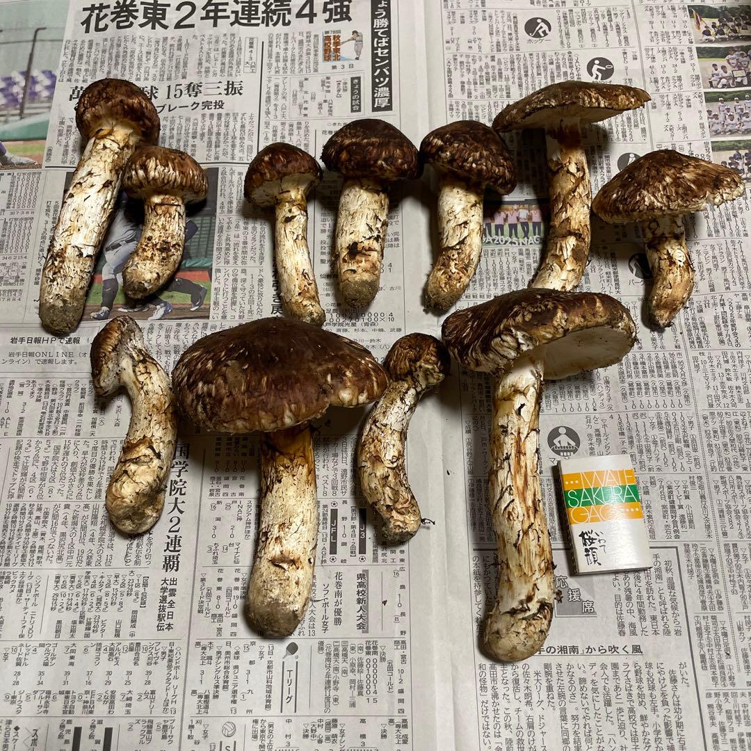 岩手県産　松茸