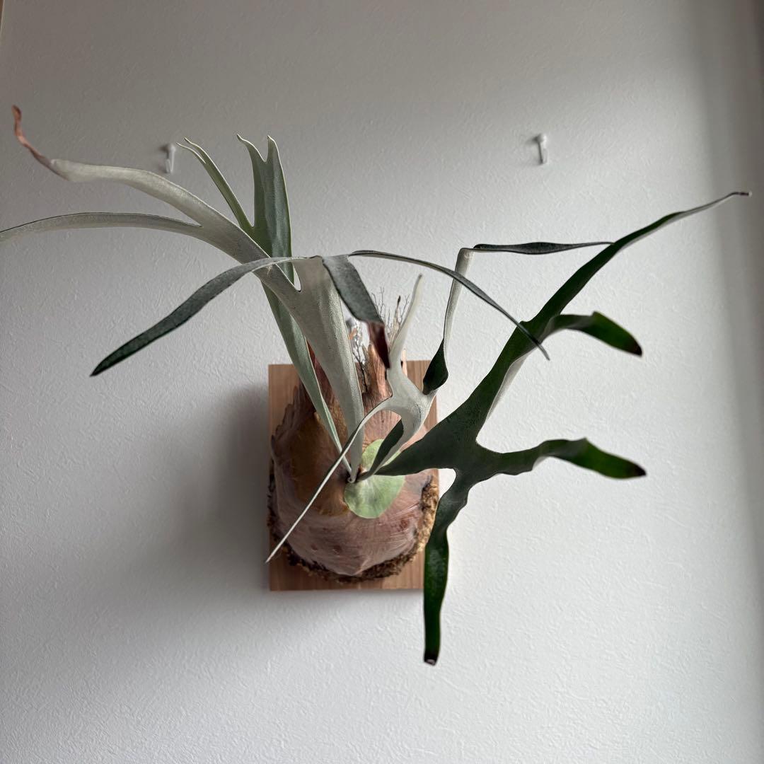 S*i様 親株P.veitchii vp由来　ビカクシダ　コウモリラン　ベイチー