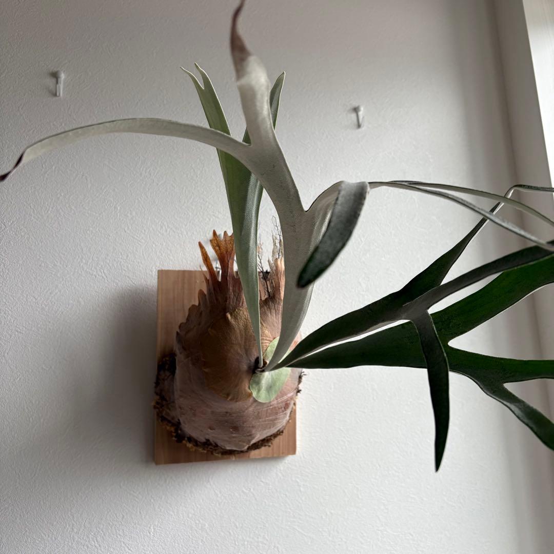 S*i様 親株P.veitchii vp由来　ビカクシダ　コウモリラン　ベイチー