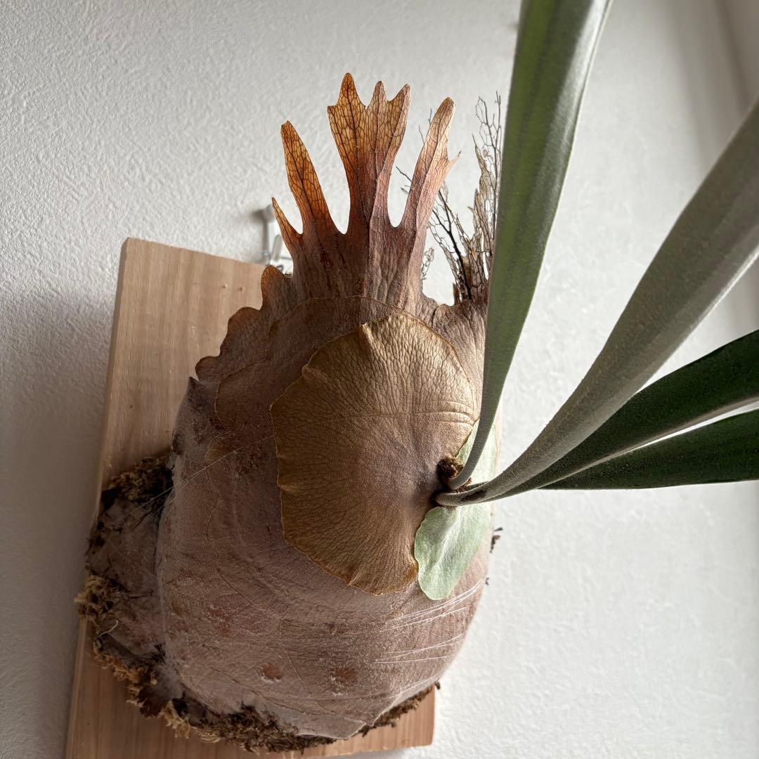 S*i様 親株P.veitchii vp由来　ビカクシダ　コウモリラン　ベイチー