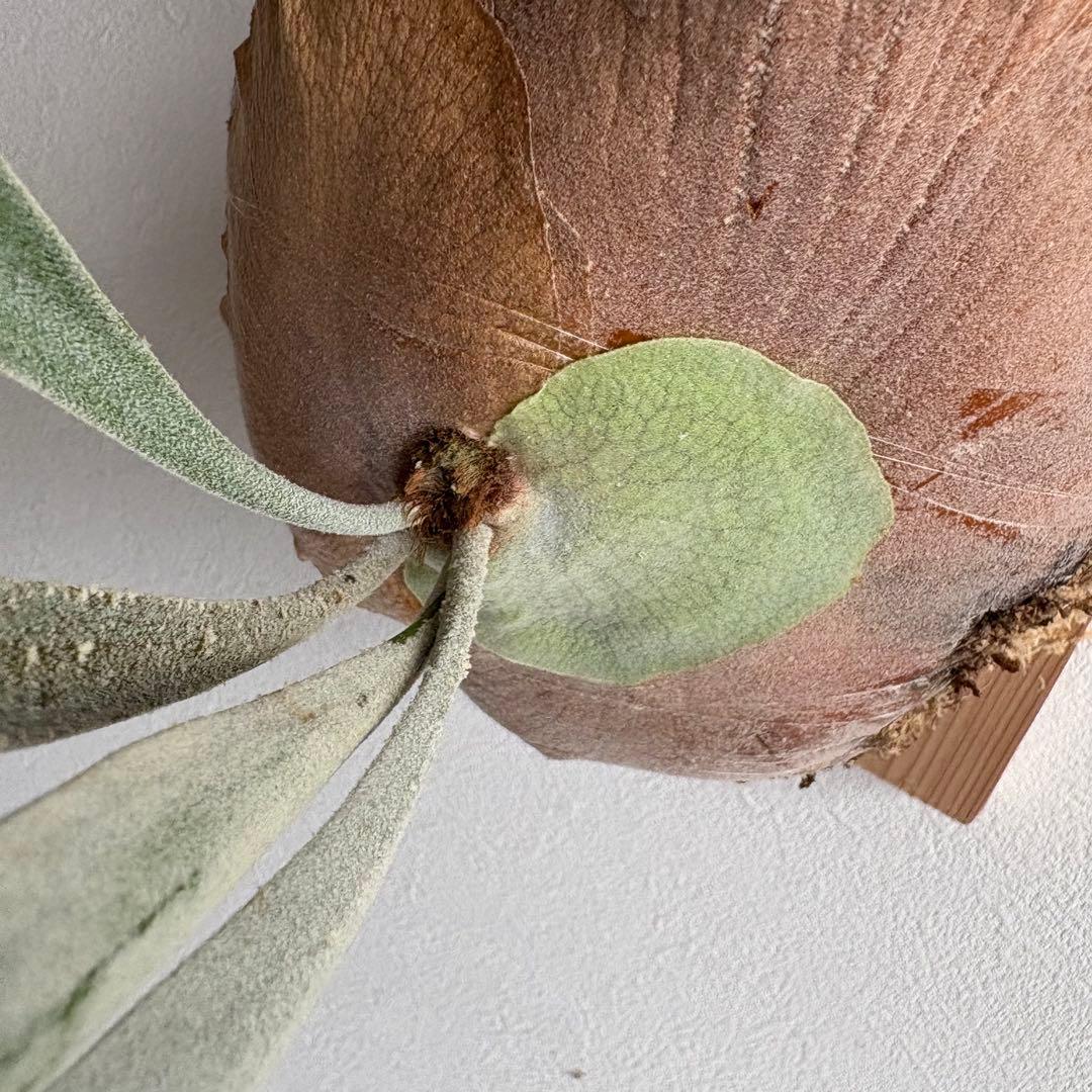 S*i様 親株P.veitchii vp由来　ビカクシダ　コウモリラン　ベイチー