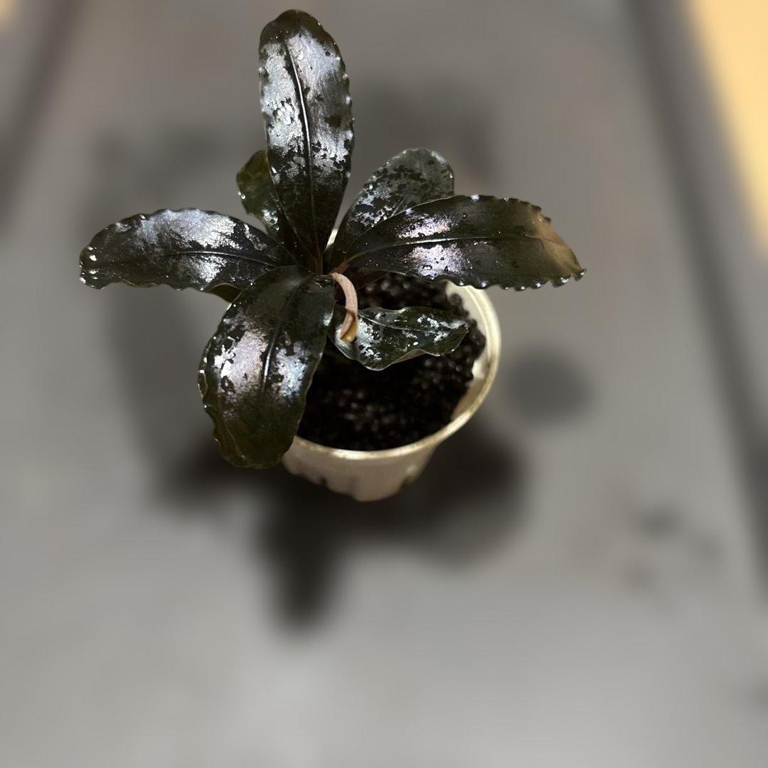 ブセファランドラ spブラックダイアモンド