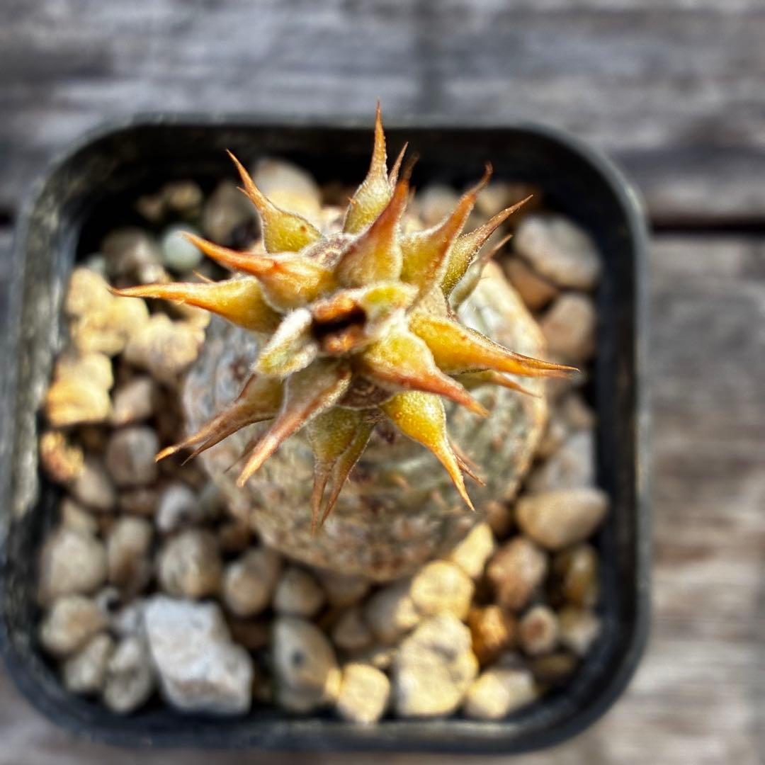 パキポディウム　ウィンゾリー　国内実生　鉢のまま発送　太め