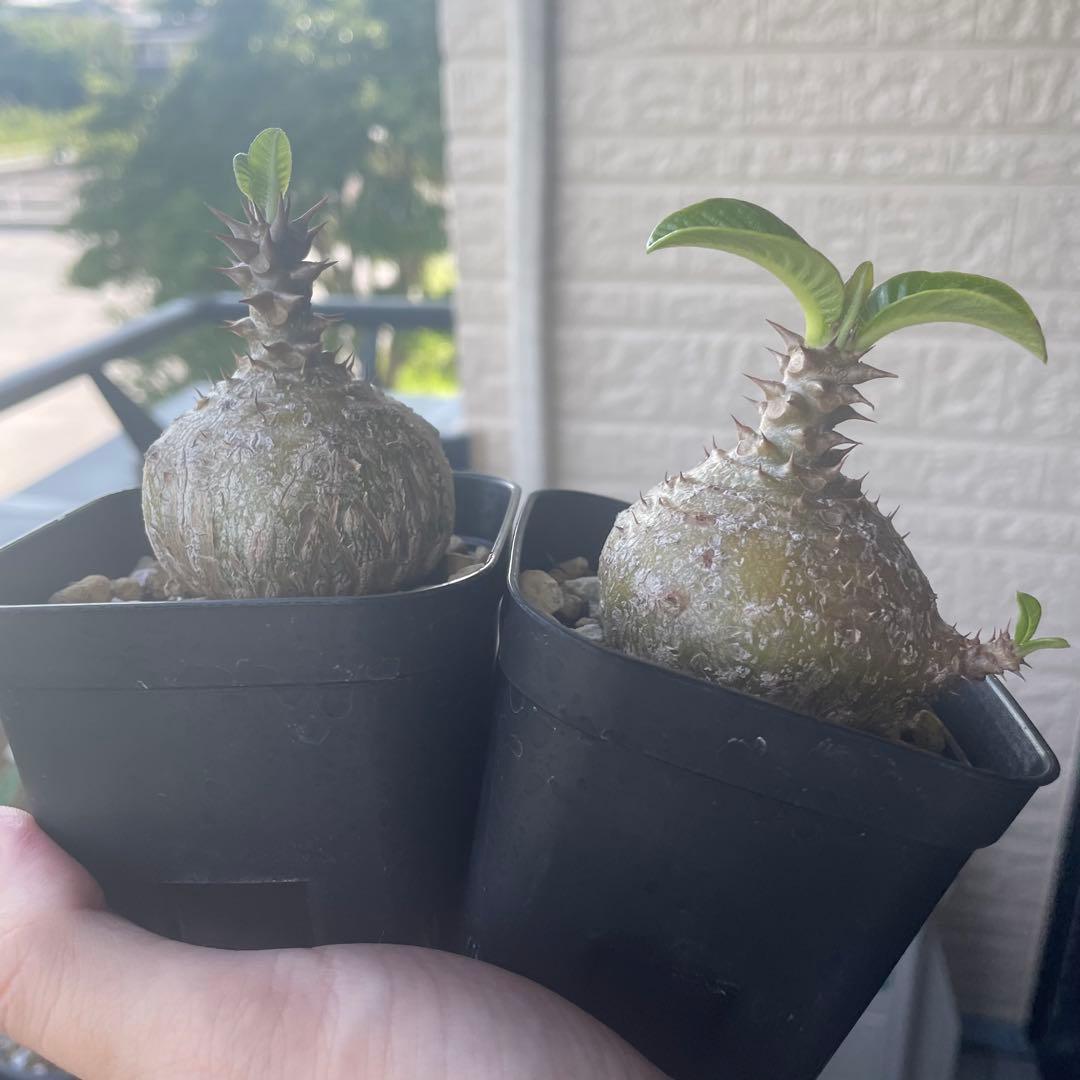 パキポディウム　ウィンゾリー　国内実生　鉢のまま発送　太め