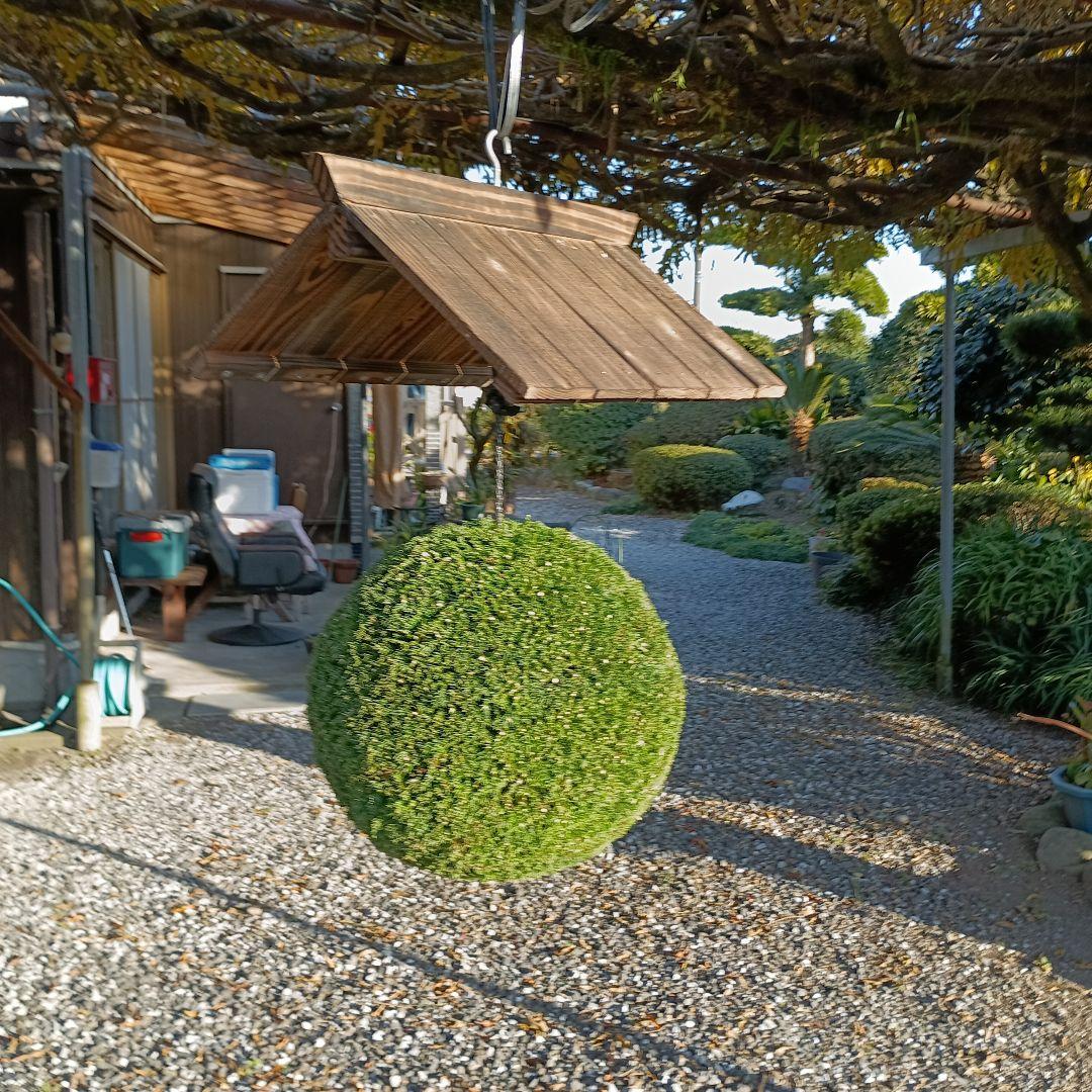 杉玉、屋根付き　杉玉直径37ｃｍ