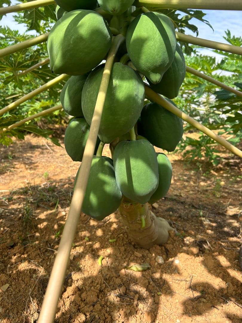 沖縄県産青パパイヤ23kg