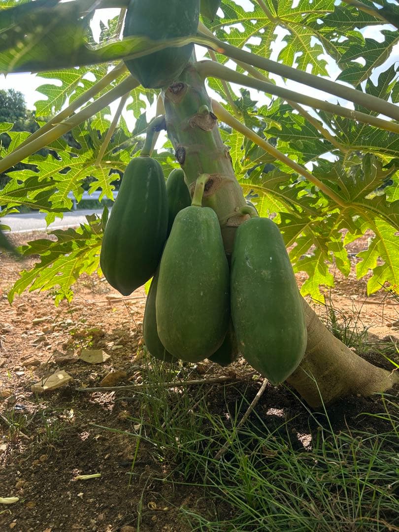 沖縄県産青パパイヤ23kg