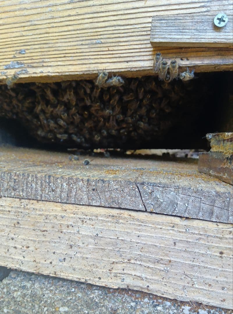 南国土佐の百花蜜　 ニホンミツバチ蜂蜜 純粋　無加工　1170g1本