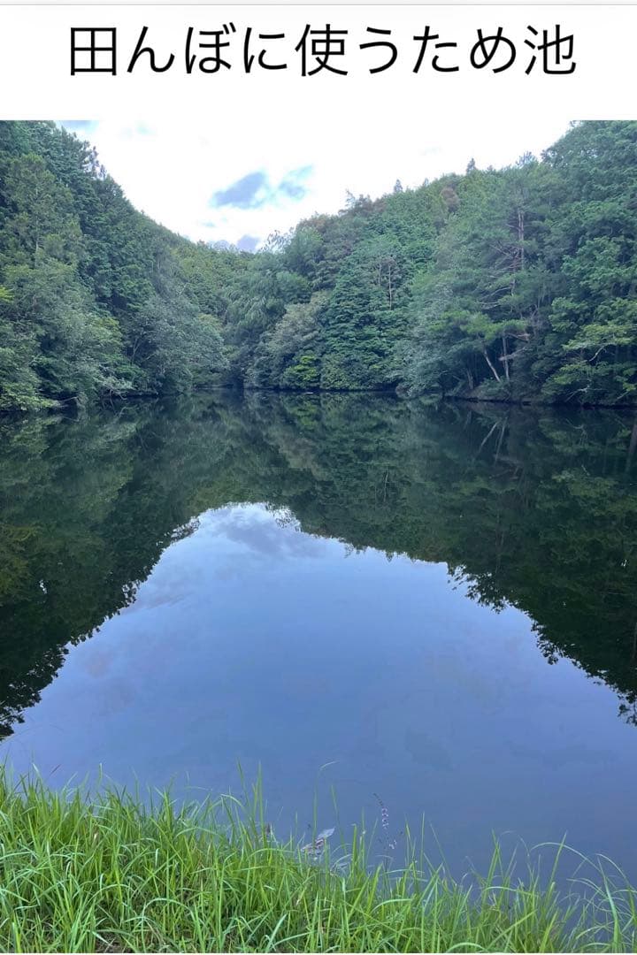 令和7年度愛媛県産コシヒカリ10k 特別栽培米　エコえひめ(一等米)