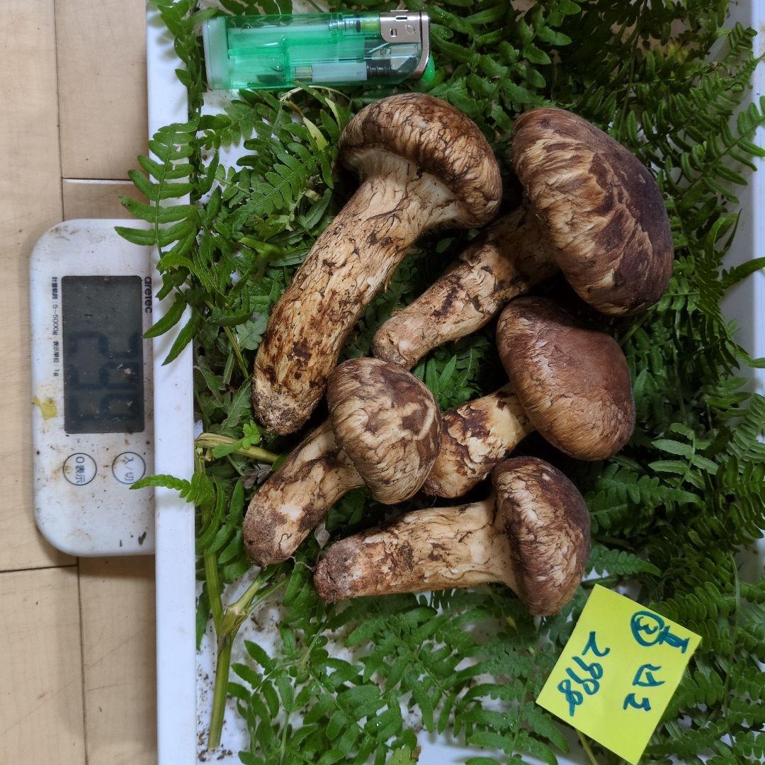 和歌山松茸 新鮮朝市　込み込み　299㌘