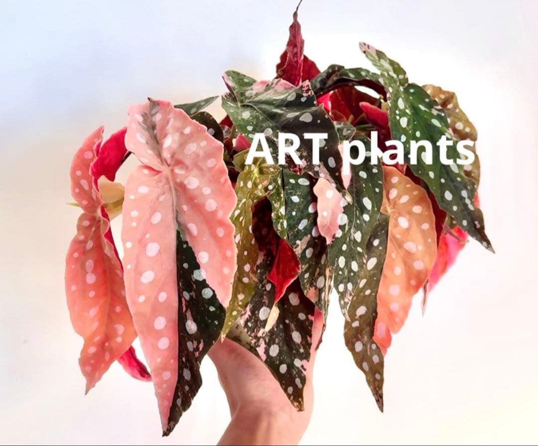 マ*ル様 ベゴニア マクラータ 斑入り発根管理中