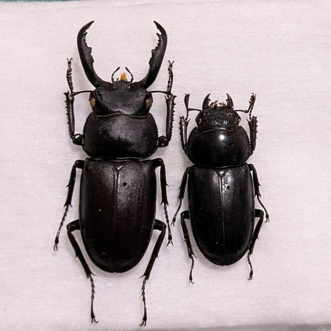 標本　値下げ可 大型 野外品アマミシカクワガタ ♂41.2mmペア